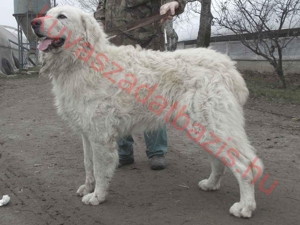 Hun-Zazholm Morcos, MET.Ku.8480/09