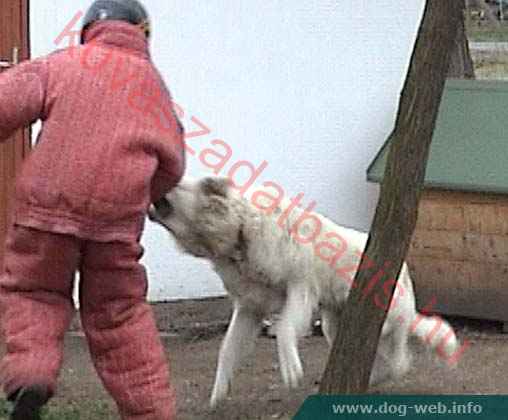 Györgyudvari Vagány, MET.Ku.7247/04